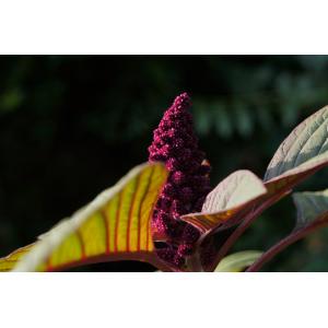 Amaranthus hybridus subsp. hybridus var. erythrostachys Moq.