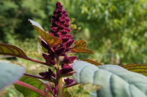 AzucenaMAHUTEAU, le 17 mars 2024 (Thiers (Rue du rochers))