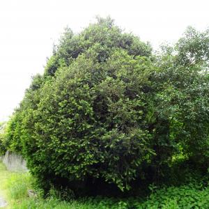 Photographie n°2828488 du taxon Buxus sempervirens L. [1753]