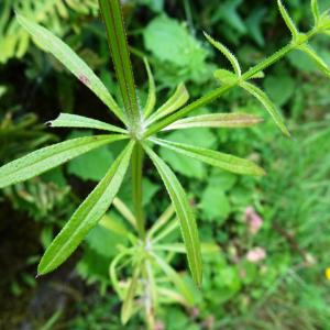 Photographie n°2828498 du taxon Galium aparine L. [1753]