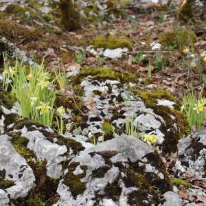 Photographie n°2828531 du taxon Narcissus pseudonarcissus L. [1753]