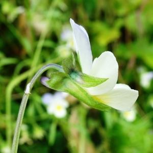 Photographie n°2828548 du taxon Viola arvensis Murray [1770]