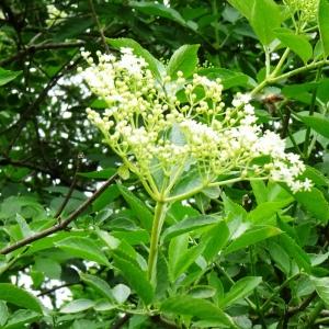 Photographie n°2828552 du taxon Sambucus nigra L. [1753]