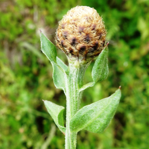 Photographie n°2828563 du taxon Centaurea nigrescens Willd. [1803]