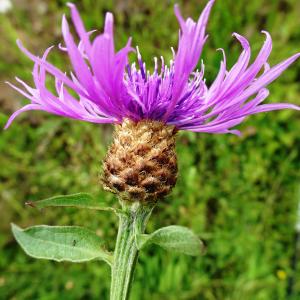  - Centaurea nigrescens Willd. [1803]