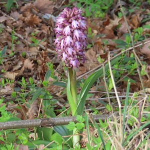 Photographie n°2829101 du taxon Himantoglossum robertianum (Loisel.) P.Delforge
