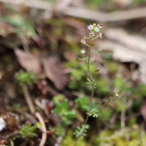 Photographie n°2829111 du taxon Hornungia petraea (L.) Rchb. [1838]