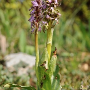 Photographie n°2829114 du taxon Himantoglossum robertianum (Loisel.) P.Delforge