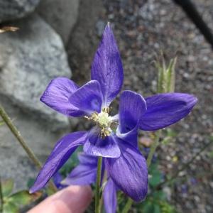 Photographie n°2829145 du taxon Aquilegia vulgaris L. [1753]