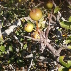 Photographie n°2829518 du taxon Pyrus spinosa Forssk. [1775]