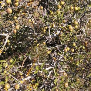 Photographie n°2829519 du taxon Pyrus spinosa Forssk. [1775]