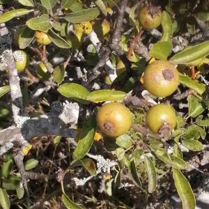 Photographie n°2829520 du taxon Pyrus spinosa Forssk. [1775]