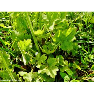 Ranunculus velutinus Ten. (Renoncule veloutée)