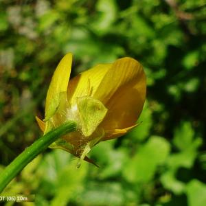  - Ranunculus velutinus Ten.