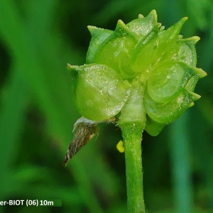  - Ranunculus velutinus Ten.