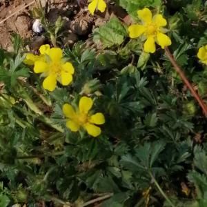 Photographie n°2829527 du taxon Potentilla verna L. [1753]