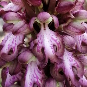 Photographie n°2830124 du taxon Himantoglossum robertianum (Loisel.) P.Delforge [1999]