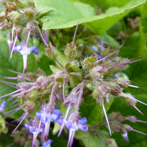 Photographie n°2830162 du taxon Trachystemon orientalis (L.) G.Don