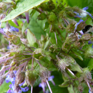 Photographie n°2830164 du taxon Trachystemon orientalis (L.) G.Don