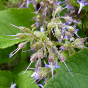 Photographie n°2830165 du taxon Trachystemon orientalis (L.) G.Don