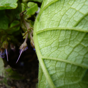  - Trachystemon orientalis (L.) G.Don