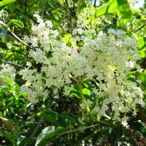 Photographie n°2830194 du taxon Sambucus nigra L. [1753]