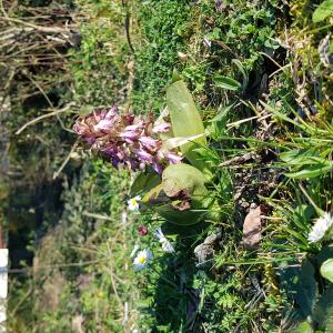 Photographie n°2830726 du taxon Himantoglossum robertianum (Loisel.) P.Delforge
