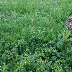 Photographie n°2830727 du taxon Himantoglossum robertianum (Loisel.) P.Delforge