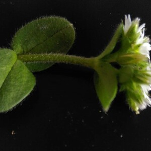 Photographie n°2830736 du taxon Cerastium glomeratum Thuill.