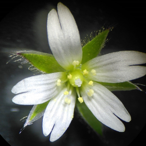 Photographie n°2830737 du taxon Cerastium glomeratum Thuill.