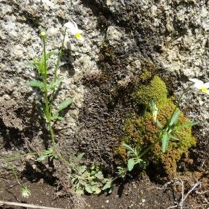 Photographie n°2830766 du taxon Viola arvensis Murray [1770]