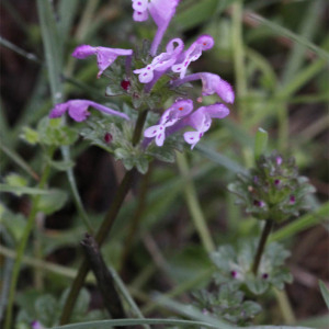 Photographie n°2831599 du taxon Lamium amplexicaule L.