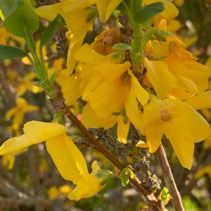 Photographie n°2831605 du taxon Forsythia x intermedia Zabel [1885]