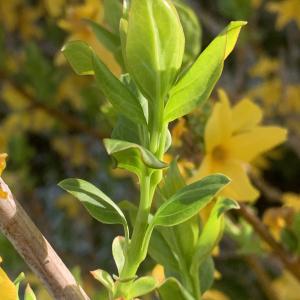 Photographie n°2831607 du taxon Forsythia x intermedia Zabel [1885]