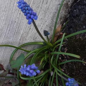 Photographie n°2831628 du taxon Muscari neglectum Guss. ex Ten. [1842]