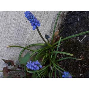 Muscari neglectum (3).jpg