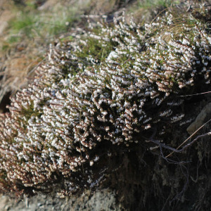 Photographie n°2832244 du taxon Erica carnea L.