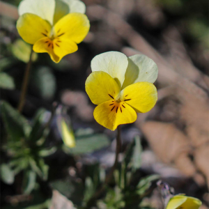 Photographie n°2832245 du taxon Viola tricolor L.