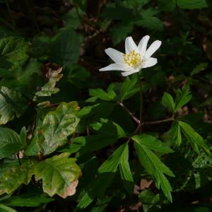 Photographie n°2833060 du taxon Anemone nemorosa L. [1753]