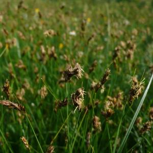 Photographie n°2833062 du taxon Carex divisa Huds. [1762]