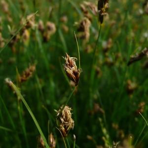 Photographie n°2833063 du taxon Carex divisa Huds. [1762]