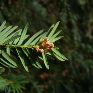 Photographie n°2833064 du taxon Taxus baccata L. [1753]