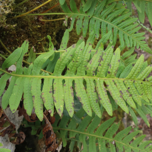 Photographie n°2833088 du taxon Polypodium interjectum Shivas [1961]