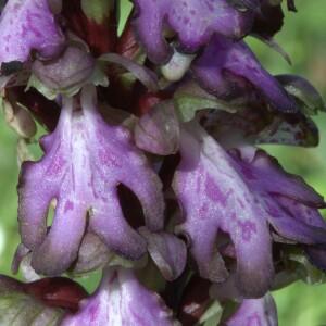 Photographie n°2833109 du taxon Himantoglossum robertianum (Loisel.) P.Delforge [1999]