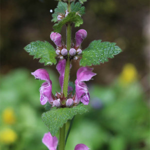 Photographie n°2833975 du taxon Lamium maculatum (L.) L.