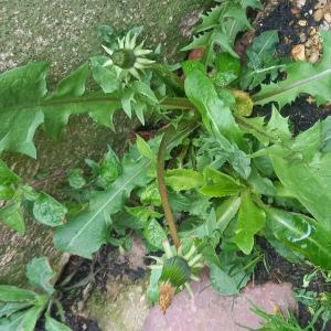 Photographie n°2833978 du taxon Taraxacum div. Sp.