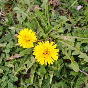 Photographie n°2833988 du taxon Taraxacum div. Sp.