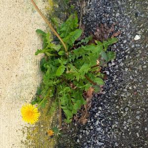 Photographie n°2833996 du taxon Taraxacum div. Sp.