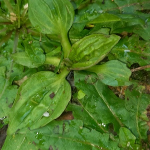 Photographie n°2834016 du taxon Plantago major L.