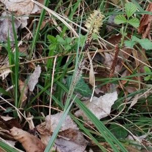 Photographie n°2834102 du taxon Carex flacca Schreb. [1771]